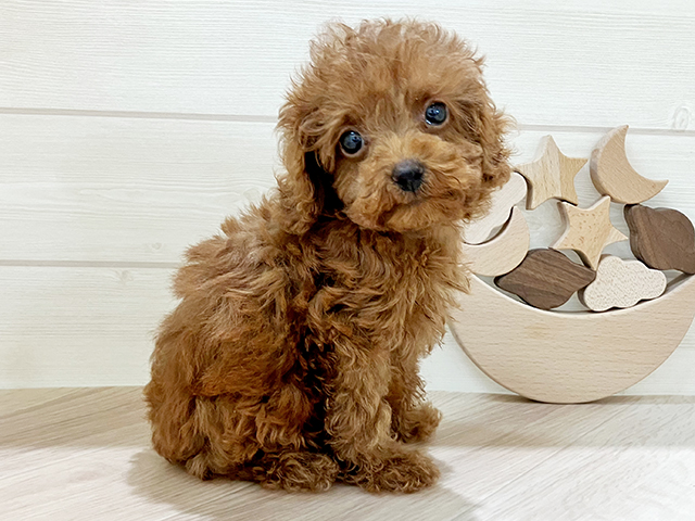 千葉県のタイニープードル (ペッツファーストおゆみ野店/2025年3月24日生まれ/男の子/レッド)の子犬の2枚目の画像