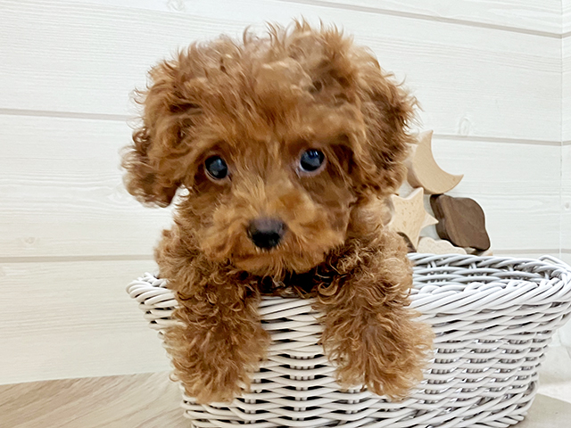 千葉県のタイニープードル (ペッツファーストおゆみ野店/2025年3月24日生まれ/男の子/レッド)の子犬の3枚目の画像