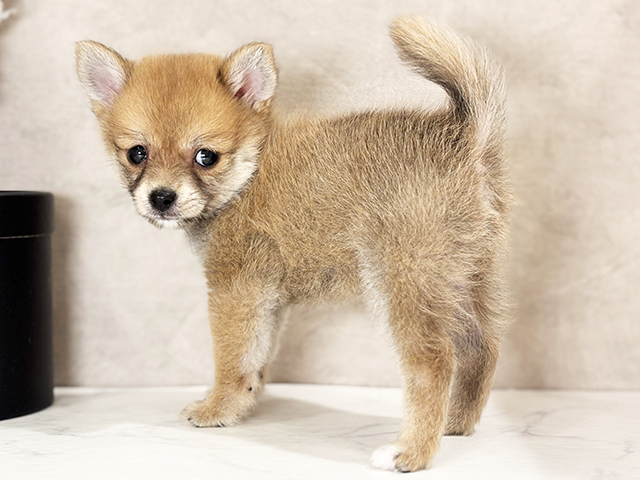 東京都のポメ柴/豆ポメ/ポメ豆柴(ポメラニアン×柴犬) (ペッツファースト武蔵小山店/2025年3月25日生まれ/男の子/赤)の子犬の2枚目の画像