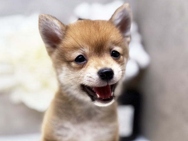 ミックス 川口店 │ペッツファースト公式サイト