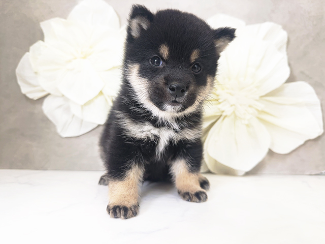 東京都の豆柴 (ペッツファースト下北沢店/2025年3月24日生まれ/男の子/黒)の子犬