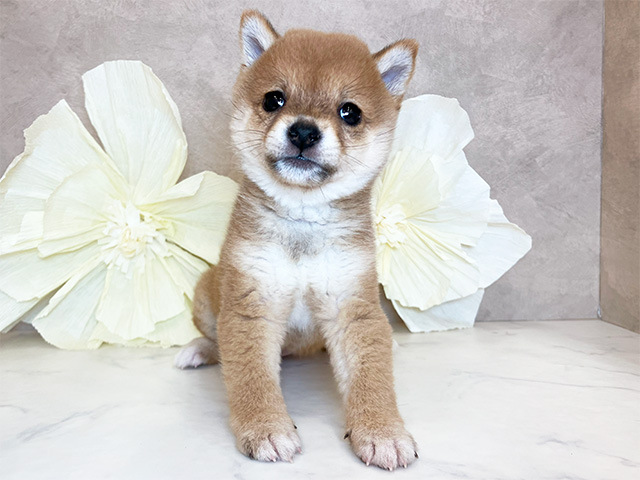 奈良県の豆柴 (ペッツファースト橿原店/2025年3月24日生まれ/女の子/赤)の子犬