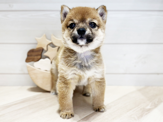 群馬県の豆柴 (ペッツファースト高崎店/2025年3月24日生まれ/女の子/赤)の子犬