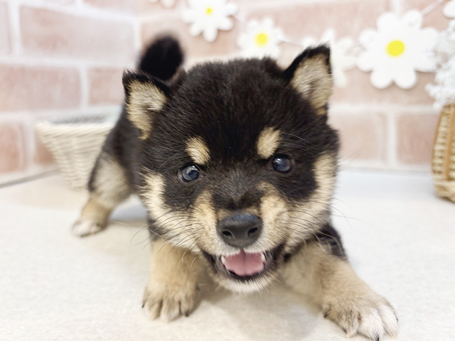 東京都の豆柴 (ペッツファーストお台場店/2025年3月25日生まれ/男の子/黒)の子犬