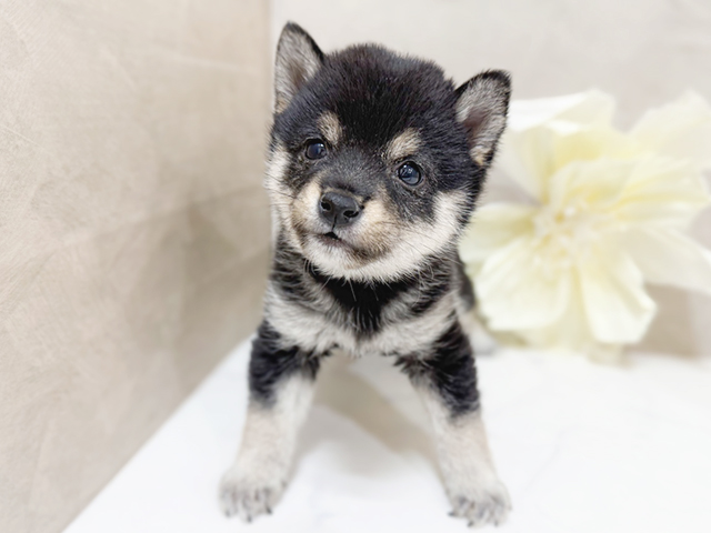 東京都の豆柴 (ペッツファースト恵比寿店/2025年3月25日生まれ/男の子/黒)の子犬