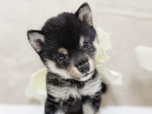 東京都の豆柴 (ペッツファースト恵比寿店/2025年3月25日生まれ/男の子/黒)の子犬の3枚目の画像