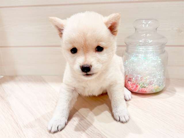 東京都の豆柴 (ペッツファースト豊洲店/2025年3月25日生まれ/女の子/白)の子犬
