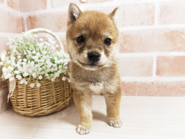 広島県の豆柴 (ペッツファースト広島本通店/2025年3月25日生まれ/女の子/赤)の子犬