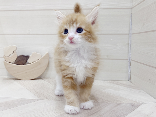 福岡県のメインクーン (ペッツファーストfor cats福岡天神店/2025年3月24日生まれ/男の子/レッドタビーホワイト)の子猫