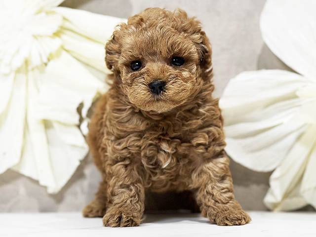 東京都のタイニープードル (ペッツファースト原宿店/2025年3月26日生まれ/男の子/アプリコット)の子犬