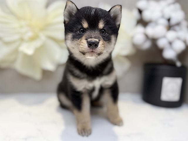 埼玉県の豆柴 (ペッツファースト川口店/2025年3月26日生まれ/男の子/黒)の子犬