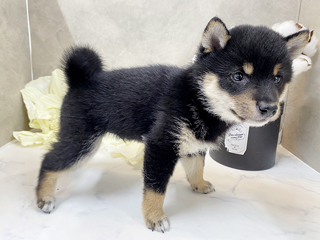 福岡県の豆柴 (ペッツファースト大牟田店/2025年3月26日生まれ/男の子/黒)の子犬の2枚目の画像