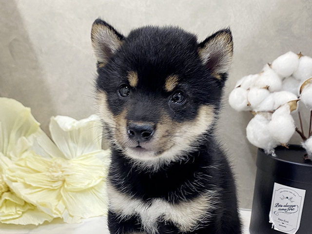福岡県の豆柴 (ペッツファースト大牟田店/2025年3月26日生まれ/男の子/黒)の子犬の3枚目の画像