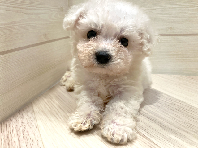 東京都のビションフリーゼ (ペッツファースト豊洲店/2025年3月26日生まれ/男の子/ホワイト)の子犬