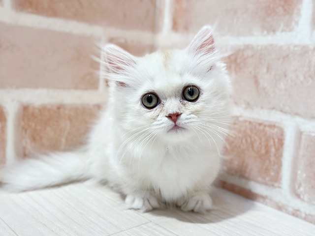 神奈川県のミヌエット (ペッツファーストfor cats横浜元町店/2025年3月10日生まれ/男の子/クリームタビーホワイト)の子猫