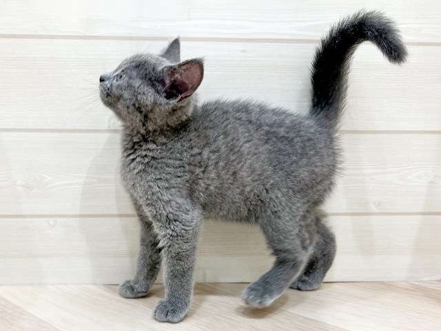 兵庫県のシャルトリュー (ペッツファースト神戸三宮店/2025年3月27日生まれ/男の子/ブルー)の子猫の2枚目の画像