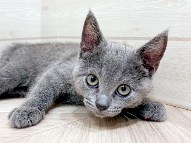 兵庫県のシャルトリュー (ペッツファースト神戸三宮店/2025年3月27日生まれ/男の子/ブルー)の子猫の3枚目の画像