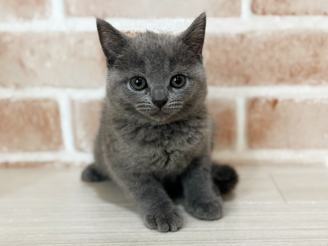 神奈川県のシャルトリュー (ペッツファーストfor cats横浜元町店/2025年3月27日生まれ/女の子/ブルー)の子猫