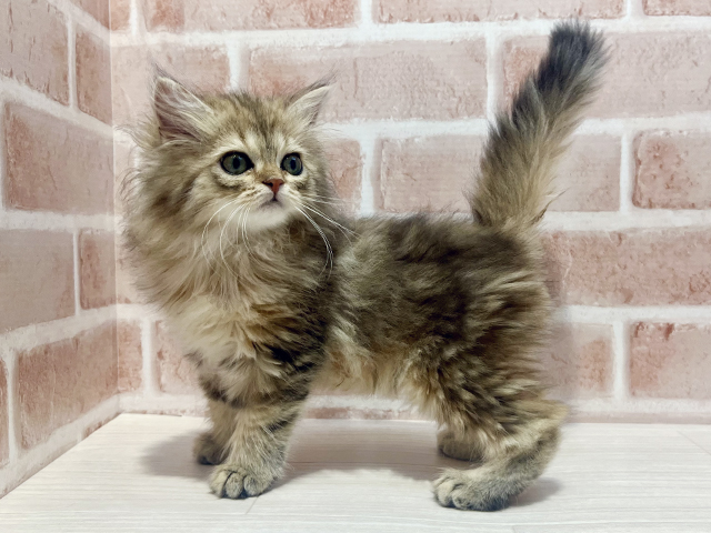 神奈川県のラガマフィン (ペッツファーストfor cats横浜元町店/2025年3月27日生まれ/男の子/ブラウンタビー)の子猫の2枚目の画像