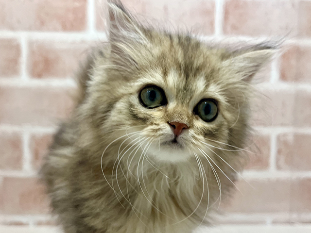 神奈川県のラガマフィン (ペッツファーストfor cats横浜元町店/2025年3月27日生まれ/男の子/ブラウンタビー)の子猫の3枚目の画像