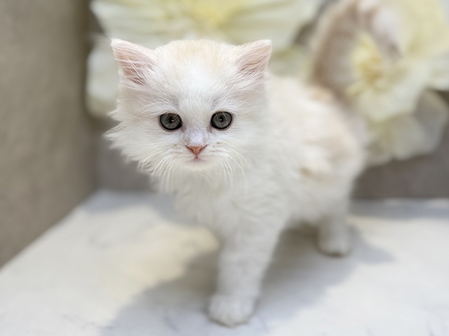 埼玉県のラガマフィン (ペッツファースト川口店/2025年3月27日生まれ/男の子/クリームホワイト)の子猫