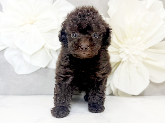東京都のタイニープードル (ペッツファースト下北沢店/2025年3月27日生まれ/男の子/ブラウン)の子犬