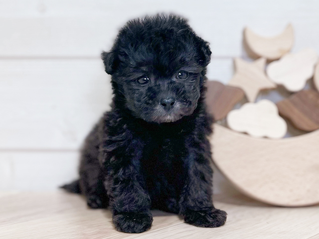 東京都のタイニープードル (ペッツファースト吉祥寺本店/2025年3月25日生まれ/男の子/シルバー)の子犬