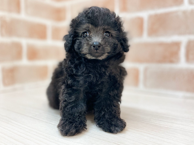 大阪府のタイニープードル (ペッツファースト高槻店/2025年3月27日生まれ/女の子/シルバー)の子犬