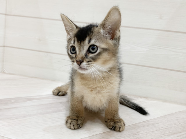 福岡県のアビシニアン (ペッツファーストfor cats福岡天神店/2025年3月25日生まれ/男の子/ルディ)の子猫
