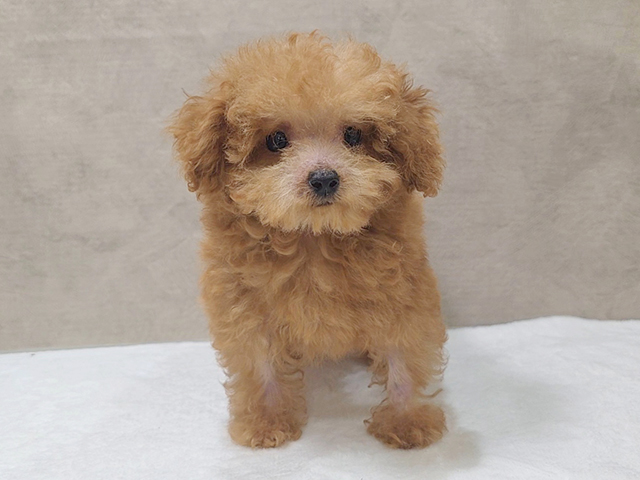 東京都のティーカッププードル (ペッツファースト中野店/2025年3月23日生まれ/男の子/レッド)の子犬の1枚目の画像