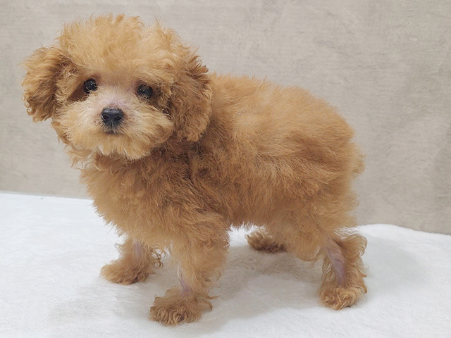 東京都のティーカッププードル (ペッツファースト中野店/2025年3月23日生まれ/男の子/レッド)の子犬の2枚目の画像