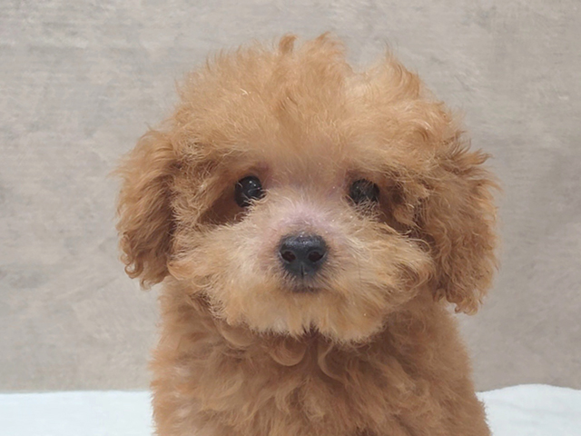 東京都のティーカッププードル (ペッツファースト中野店/2025年3月23日生まれ/男の子/レッド)の子犬の3枚目の画像