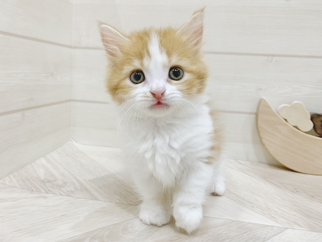 福岡県のマンチカン (ペッツファーストfor cats福岡天神店/2025年3月27日生まれ/女の子/レッドタビーホワイト)の子猫