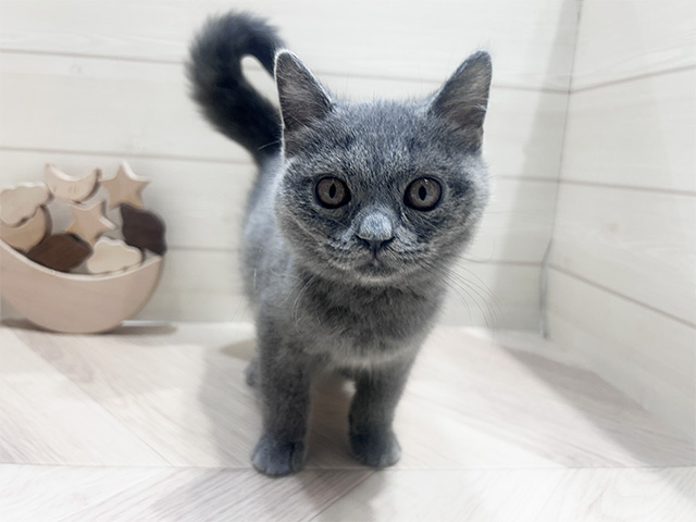 千葉県のブリティッシュショートヘアー (ペッツファーストおゆみ野店/2025年3月22日生まれ/男の子/ブルー)の子猫の1枚目の画像