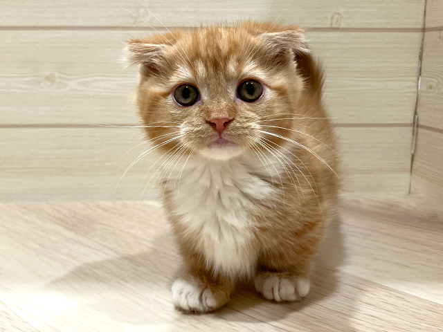 東京都のマンチカン (ペッツファースト豊洲店/2025年3月21日生まれ/男の子/レッドタビーホワイト)の子猫