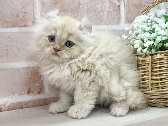東京都のアメリカンカール (ペッツファースト池袋店/2025年3月16日生まれ/男の子/クリームタビー)の子猫