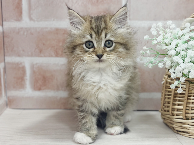 東京都のラガマフィン (ペッツファースト池袋店/2025年3月22日生まれ/女の子/ブラウンタビー)の子猫