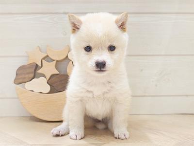 群馬県の豆柴 (ペッツファースト高崎店/2025年1月28日生まれ/女の子/白)の子犬