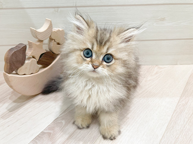 ペルシャ, 性別 男の子, 誕生日 2025/03/27, 毛色 シェーデットゴールデン, 出身 愛知県, 店舗 神戸元町店(兵庫県), お問い合わせ番号 2551060