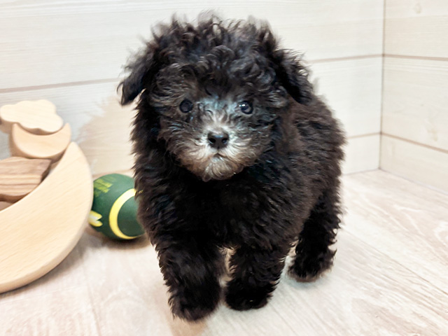愛知県のタイニープードル (ペッツファースト大高店/2025年3月30日生まれ/男の子/シルバー)の子犬