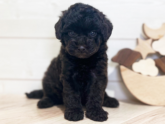 東京都のタイニープードル (ペッツファースト吉祥寺本店/2025年3月30日生まれ/男の子/ブラウン)の子犬