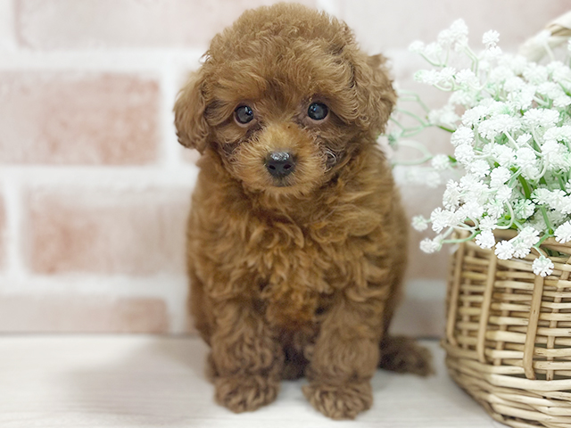 東京都のタイニープードル (ペッツファースト池袋店/2025年3月30日生まれ/女の子/レッド)の子犬