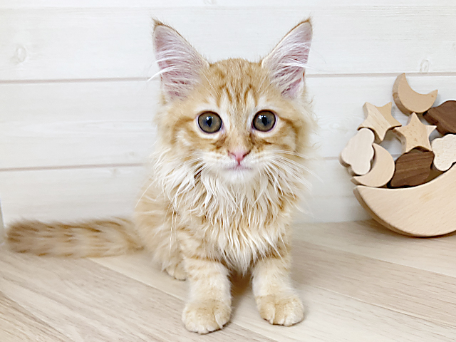 鳥取県のラガマフィン (ペッツファースト日吉津店/2025年3月27日生まれ/女の子/レッドタビー)の子猫の1枚目の画像