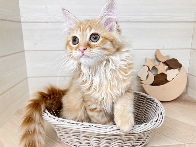 鳥取県のラガマフィン (ペッツファースト日吉津店/2025年3月27日生まれ/女の子/レッドタビー)の子猫の3枚目の画像