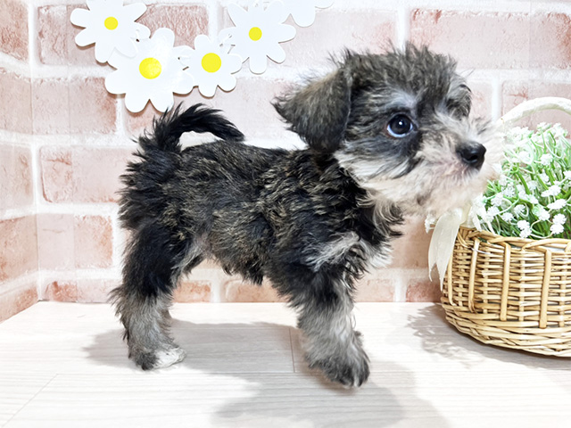 岡山県のハーフ犬・ミックス犬 (ペッツファースト倉敷店/2025年3月31日生まれ/男の子/ソルトペッパー)の子犬の2枚目の画像