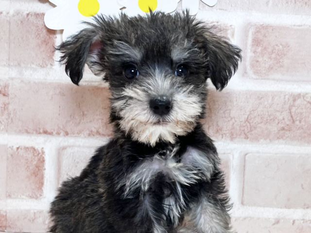 岡山県のハーフ犬・ミックス犬 (ペッツファースト倉敷店/2025年3月31日生まれ/男の子/ソルトペッパー)の子犬の3枚目の画像