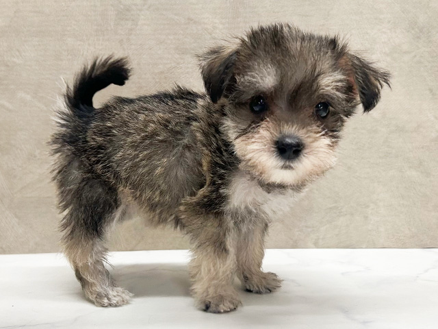 兵庫県のハーフ犬・ミックス犬 (ペッツファースト神戸三宮店/2025年3月31日生まれ/女の子/ソルトペッパー)の子犬の2枚目の画像