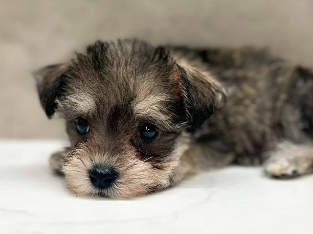 兵庫県のハーフ犬・ミックス犬 (ペッツファースト神戸三宮店/2025年3月31日生まれ/女の子/ソルトペッパー)の子犬の3枚目の画像