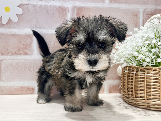 福岡県のハーフ犬・ミックス犬 (ペッツファースト筑紫野店/2025年3月31日生まれ/男の子/ソルトペッパー)の子犬
