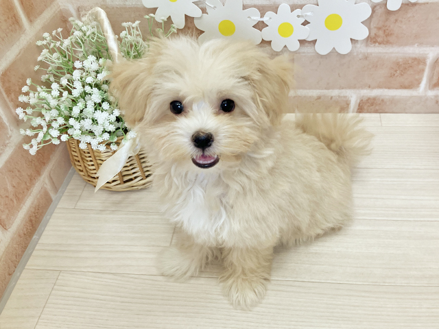 マルプー